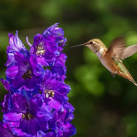 hummingbird nectar seed mix.jpg